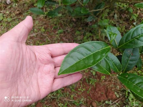 什麼萱|臺灣的茶樹：金萱